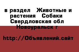  в раздел : Животные и растения » Собаки . Свердловская обл.,Новоуральск г.